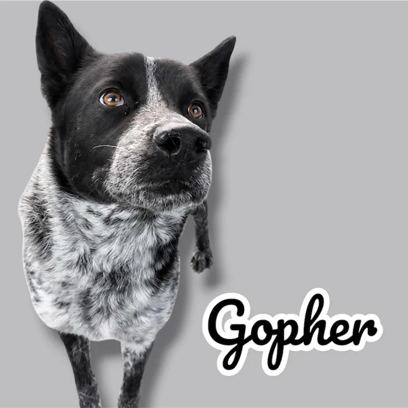 An adult large-sized male Gray / Blue / Silver Australian Cattle Dog / Blue Heeler dog named Gopher for adoption in Scottsdale, AZ