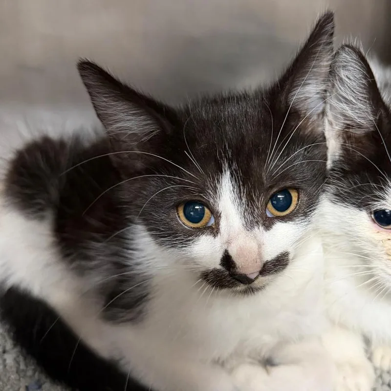 A baby small-sized male Domestic Short Hair cat named V for adoption in Cincinnati, OH