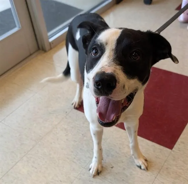 A young medium-sized male Border Collie dog named Diego A for adoption in Plano, TX