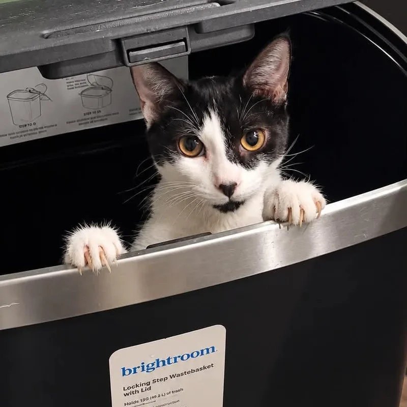 A baby medium-sized female Black & White / Tuxedo Domestic Short Hair cat named Artemis for adoption in Antioch, CA