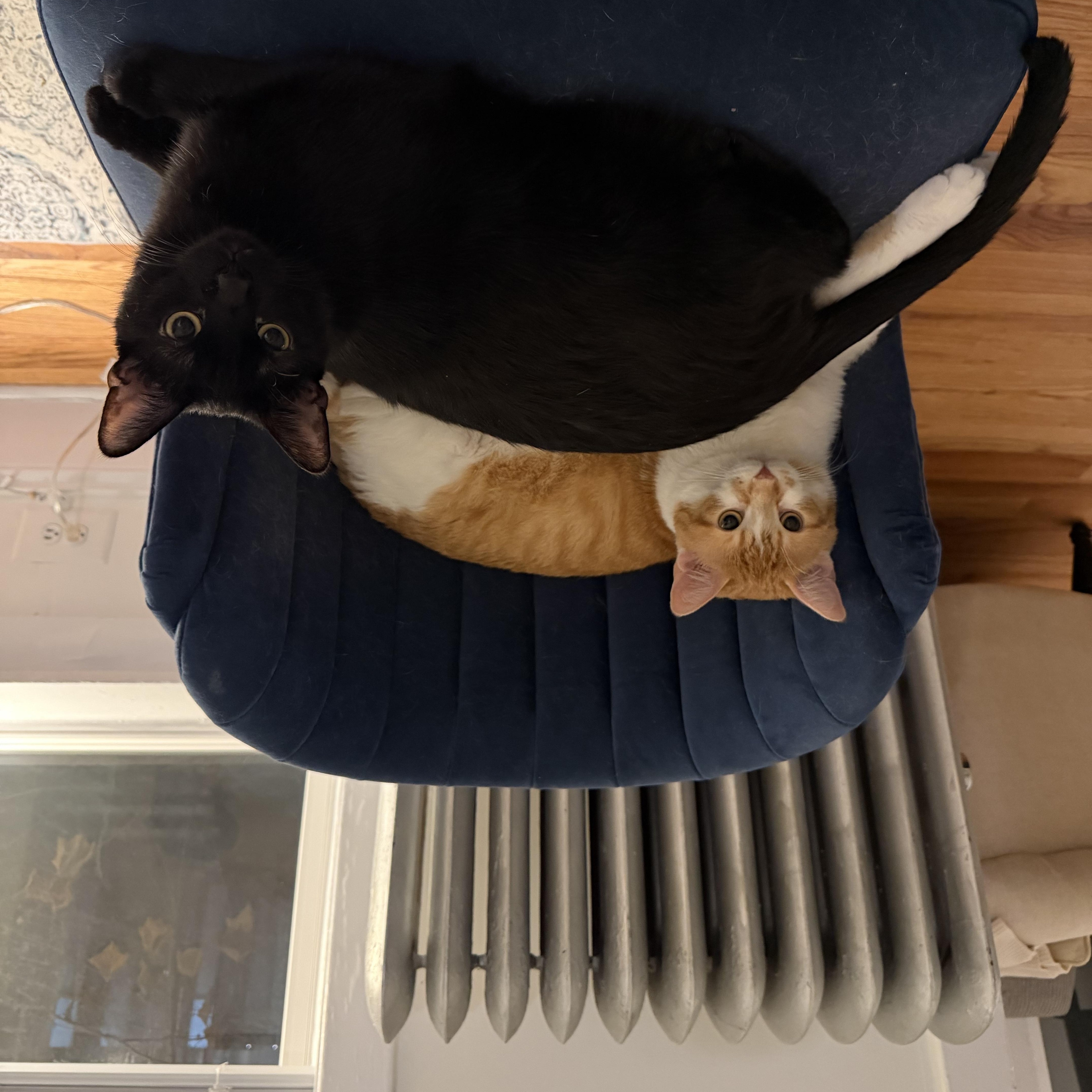 Coal Porter thumbnail 2