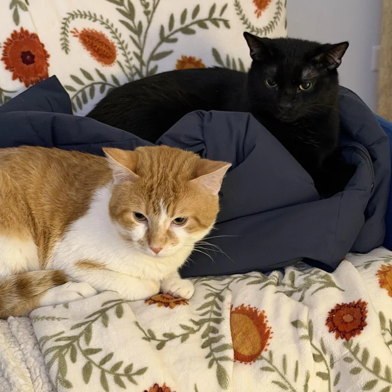 Coal Porter thumbnail 3