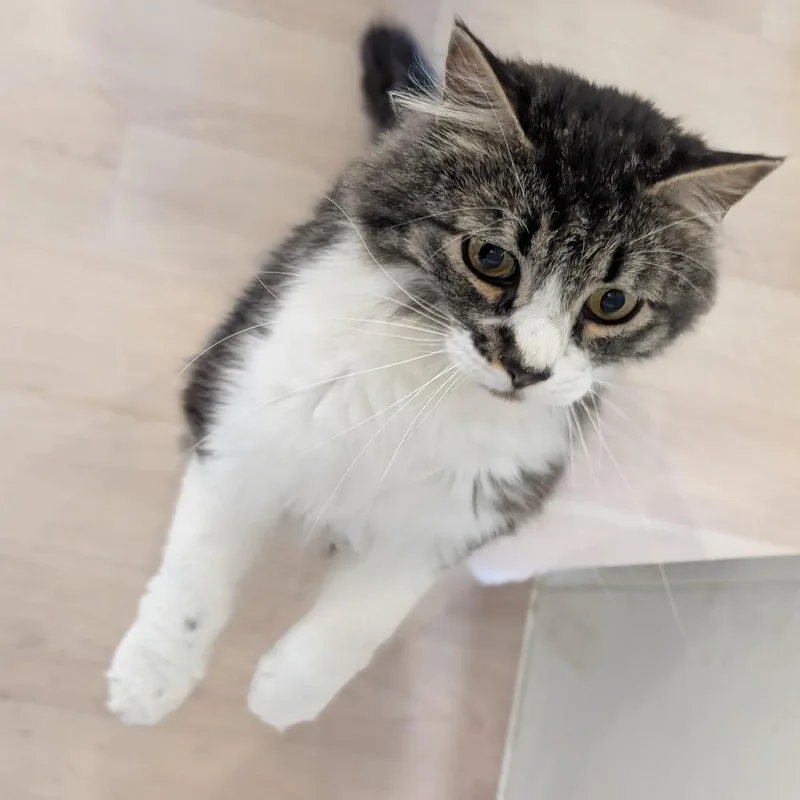 An adult small-sized male Brown / Chocolate Domestic Long Hair cat named Itachi for adoption in Spokane, WA