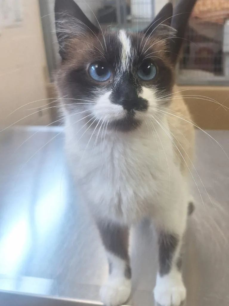 A young small-sized female Siamese cat named Sapphira for adoption in Grand Forks, ND