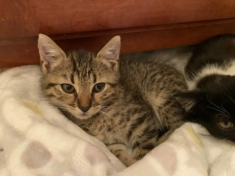 A young small-sized male Domestic Short Hair cat named Bobcat for adoption in Randolph, AL