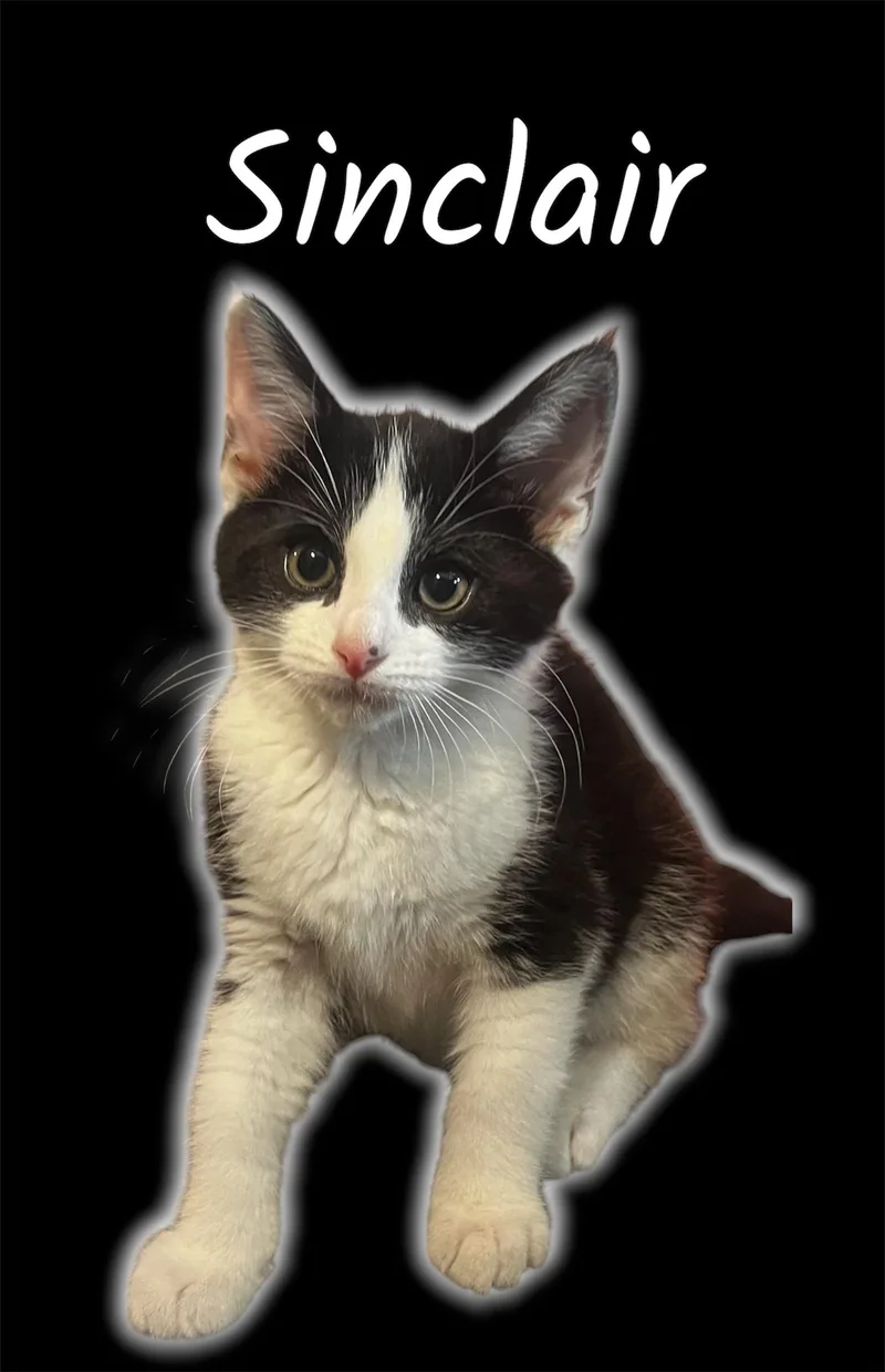 A baby small-sized male Black & White / Tuxedo Domestic Short Hair cat named Sinclair for adoption in Auburn, CA