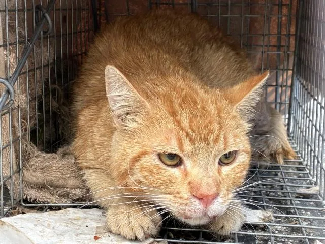An adult large-sized male Domestic Short Hair cat named Hellman for adoption in Rancho Cucamonga, CA