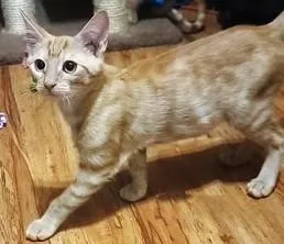 A baby medium-sized male Orange & White Domestic Short Hair cat named Onyx for adoption in fort worth, TX