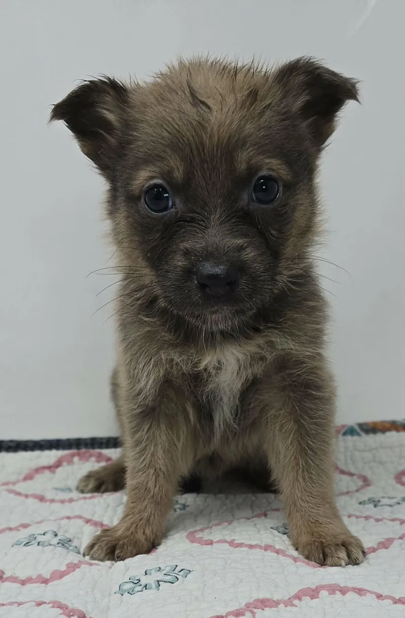 Gran Alegria thumbnail 2