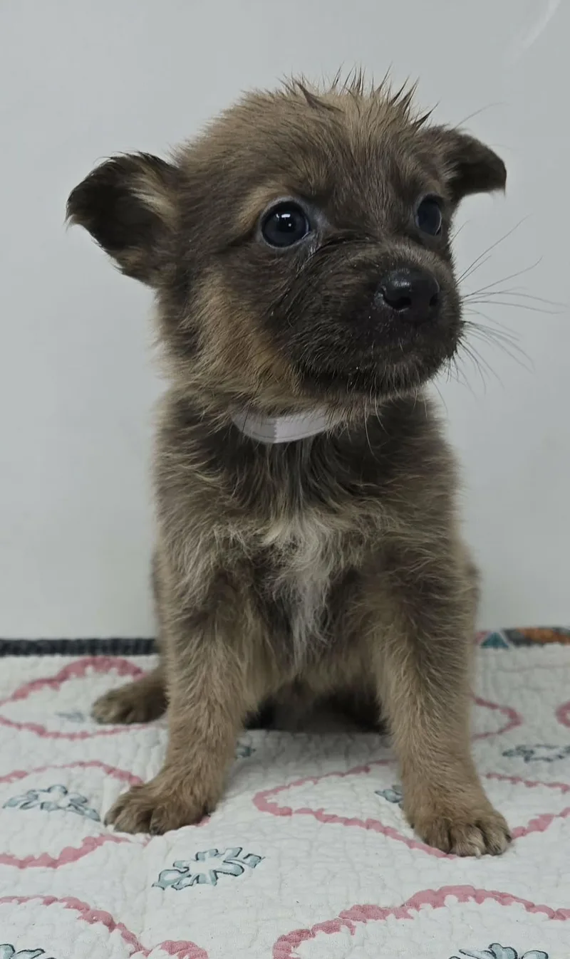 Gran Alegria thumbnail 3