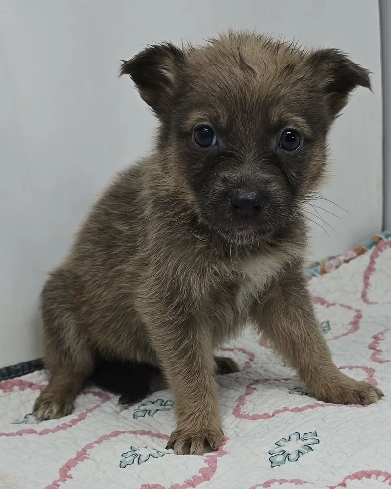 Gran Alegria thumbnail 4