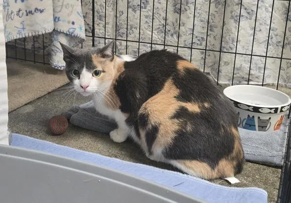An adult medium-sized female Domestic Short Hair cat named Orange for adoption in Oceanside, CA