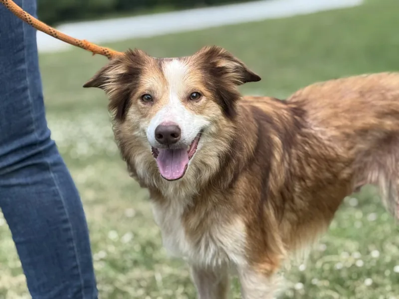 An adult medium-sized female Australian Shepherd dog named Poppy for adoption in Meherrin, VA