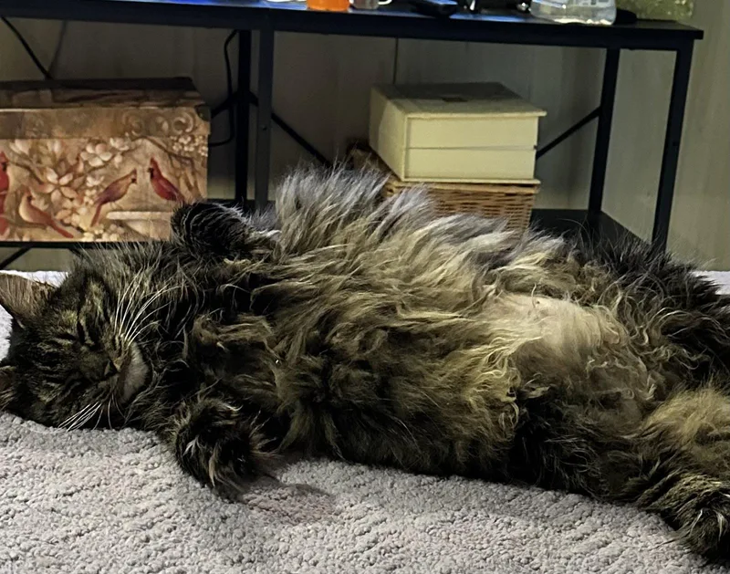 An adult large-sized female Domestic Medium Hair cat named Precious for adoption in Absecon, NJ
