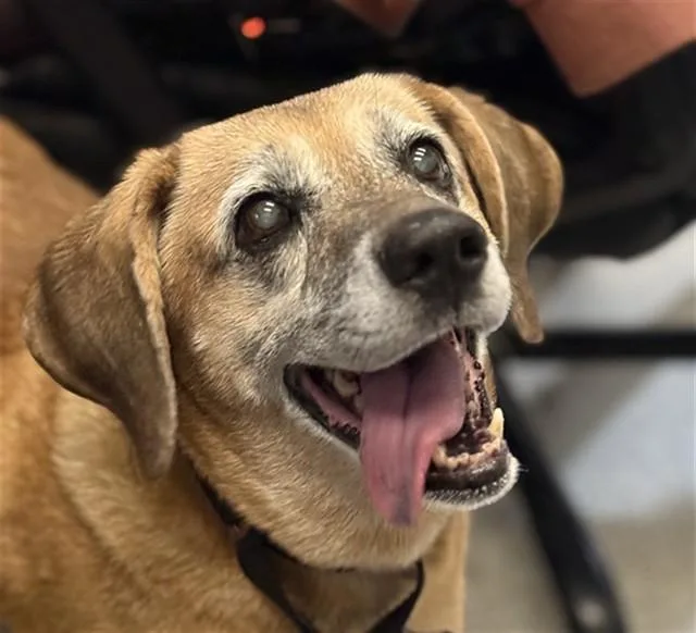 A senior large-sized female Beagle dog named Adele for adoption in Omaha, NE