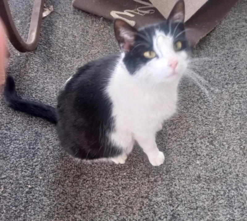 An adult large-sized female Domestic Short Hair cat named Lucky for adoption in Ogden, UT