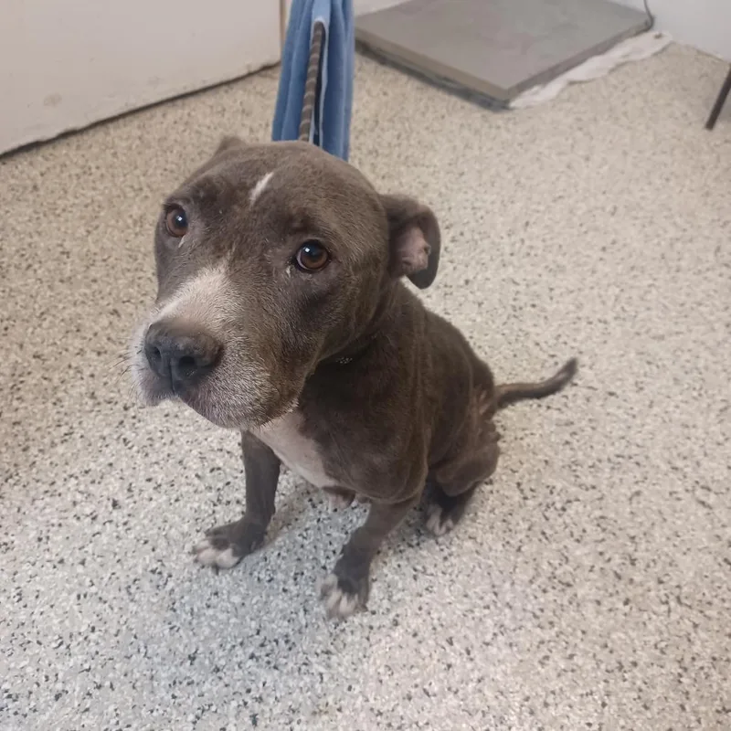 An adult medium-sized female Gray / Blue / Silver American Staffordshire Terrier dog named Fika for adoption in Hattiesburg, MS