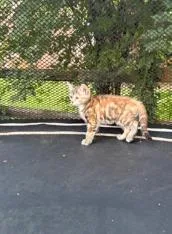 A baby small-sized female Domestic Short Hair cat named Nancy Drew for adoption in Charlotte, NC