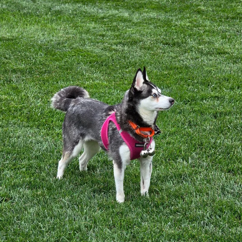 An adult small-sized female Klee Kai dog named Arie Sue for adoption in Philadelphia, PA