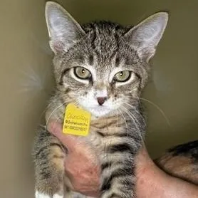 A baby medium-sized male Tabby (Brown / Chocolate) Tabby cat named Checkers Fun and for adoption in Hoquiam, WA
