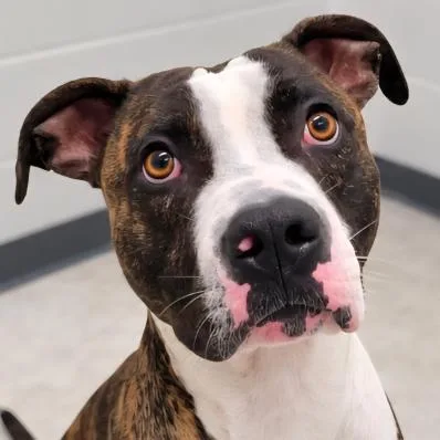 An adult large-sized male Pit Bull Terrier dog named Roscoe D for adoption in Princeton, MN