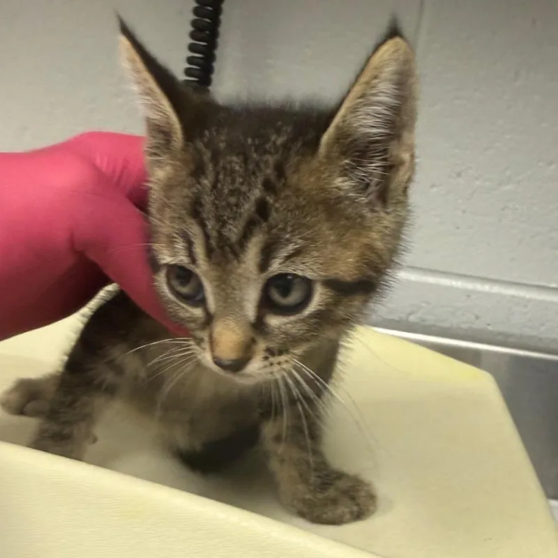 A baby small-sized female Gray / Blue / Silver Domestic Short Hair cat named Peppermint for adoption in Greenville, SC