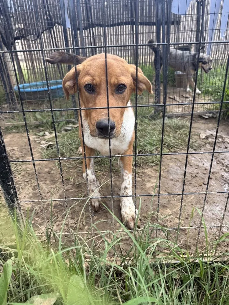 A young medium-sized male Beagle dog named Lincoln for adoption in Crystal Springs, MS