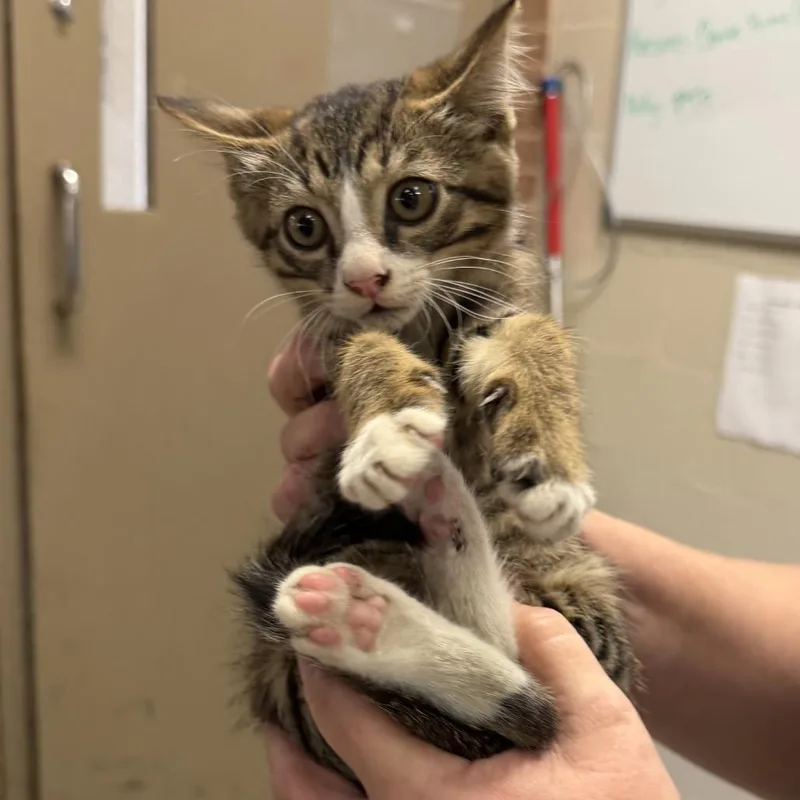 A baby small-sized male Brown / Chocolate Domestic Short Hair cat named Haven for adoption in Birmingham, AL