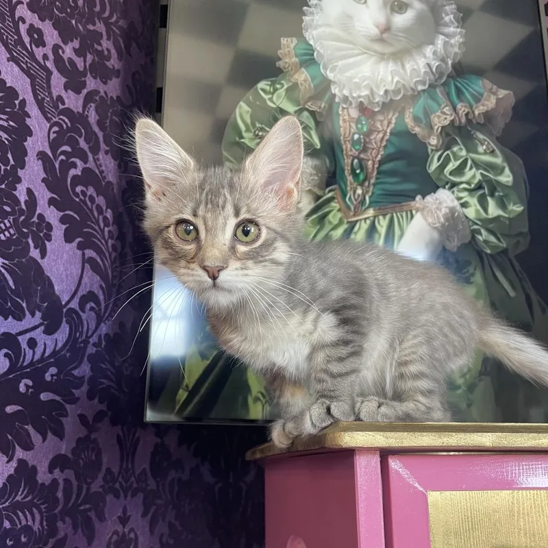 A baby small-sized male Gray / Blue / Silver Domestic Long Hair cat named Gandalf for adoption in Austin, TX