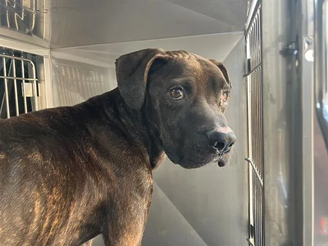 An adult large-sized male Mixed Breed dog named Milton for adoption in Dallas, TX