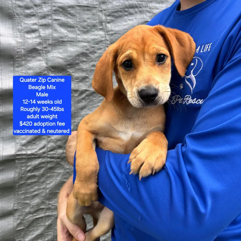 A baby medium-sized male Beagle dog named Quarter Zip Canine for adoption in Oviedo, FL