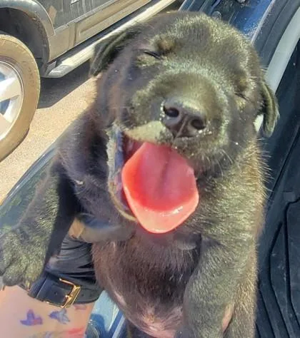 A baby small-sized male Black Mixed Breed dog named 61303510 for adoption in El Paso, TX