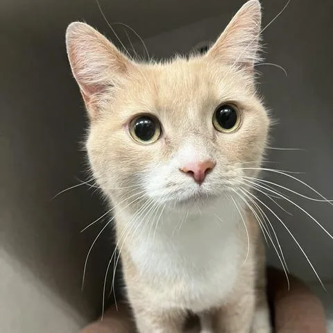 An adult large-sized male Buff / Tan / Fawn Domestic Short Hair cat named Chance for adoption in Dayton, OH
