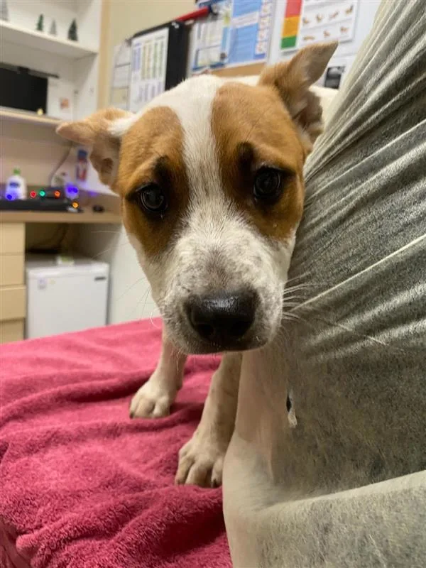A baby small-sized female Australian Cattle Dog / Blue Heeler dog named Tilda for adoption in Vancouver, WA