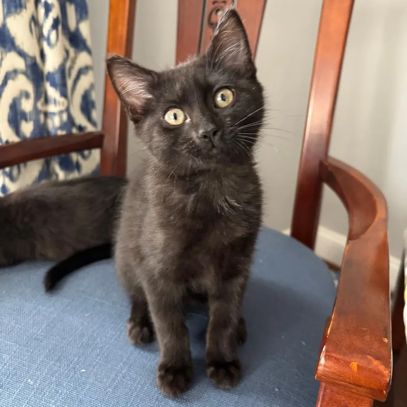 A baby small-sized female Black Domestic Short Hair cat named Lily for adoption in Fairfax Station, VA