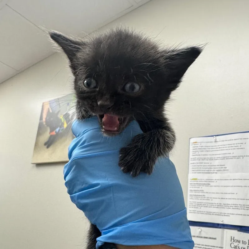 A baby small-sized male Black Domestic Short Hair cat named Archie for adoption in Columbiana, AL