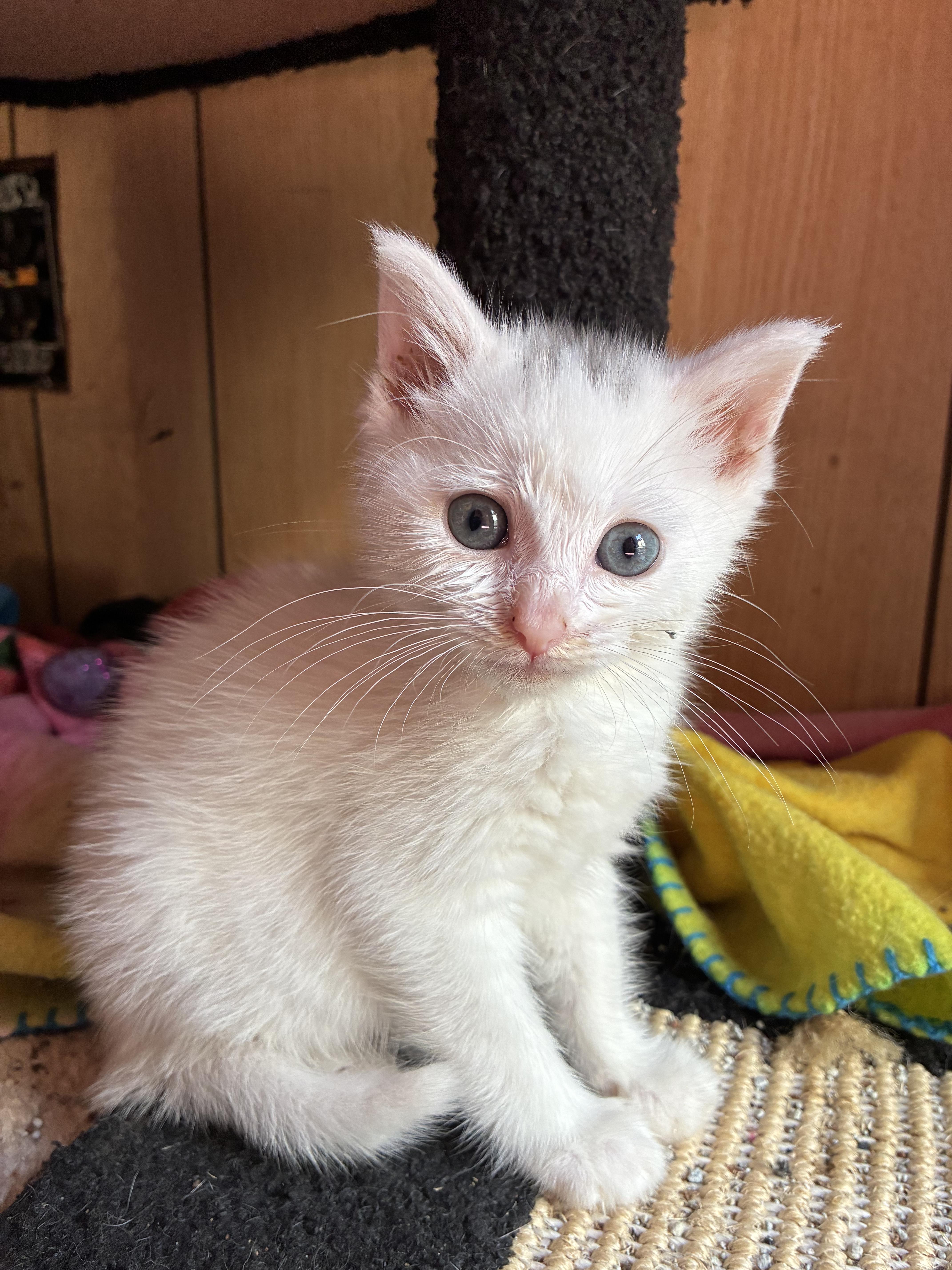 A baby small-sized female White Domestic Short Hair cat named Gale for adoption in Bayonne, NJ