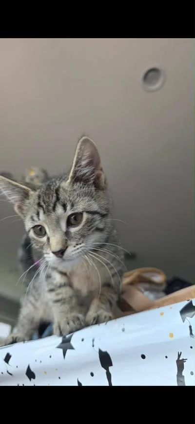 A baby medium-sized male Tabby (Gray / Blue / Silver) Domestic Short Hair cat named Silver for adoption in Mokena, IL