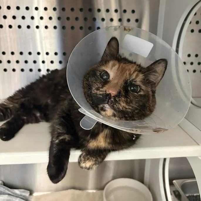 A senior medium-sized female Tortoiseshell Domestic Short Hair cat named Moe for adoption in Pittsburgh, PA