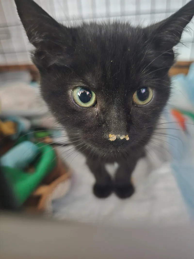 A baby small-sized female Domestic Short Hair cat named Wilma for adoption in Canal Winchester, OH
