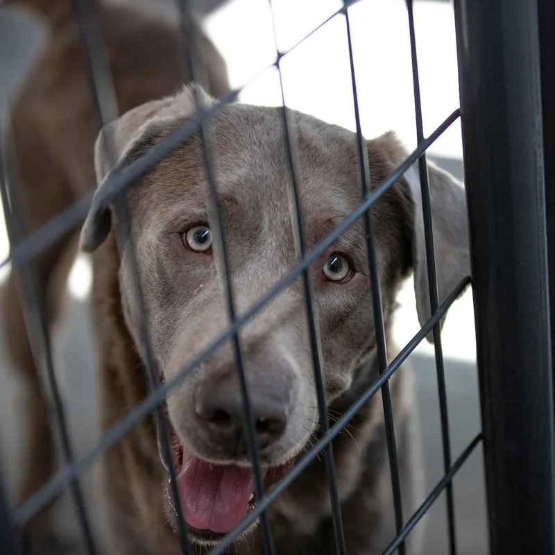 An adult large-sized male Gray / Blue / Silver Labrador Retriever dog named Patron for adoption in Peyton, CO