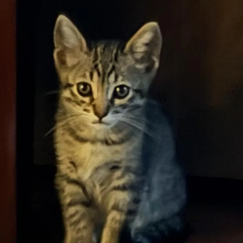 A baby small-sized female Brown / Chocolate Domestic Short Hair cat named Axle for adoption in San Pedro, CA
