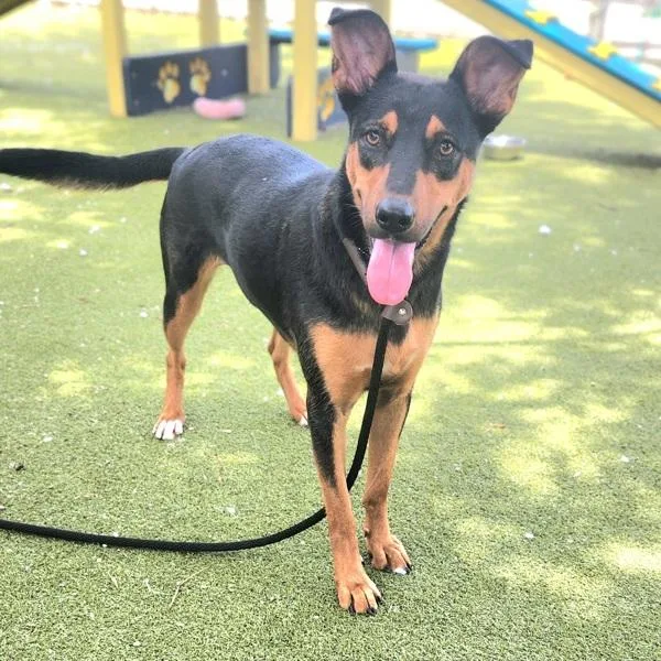 An adult large-sized female Mixed Breed dog named Shakira for adoption in Austin, TX