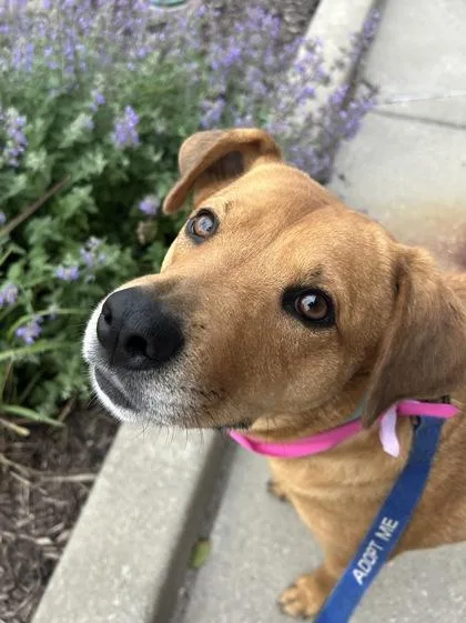 An adult large-sized female Brown / Chocolate Mixed Breed dog named Marmalade for adoption in Kansas City, MO