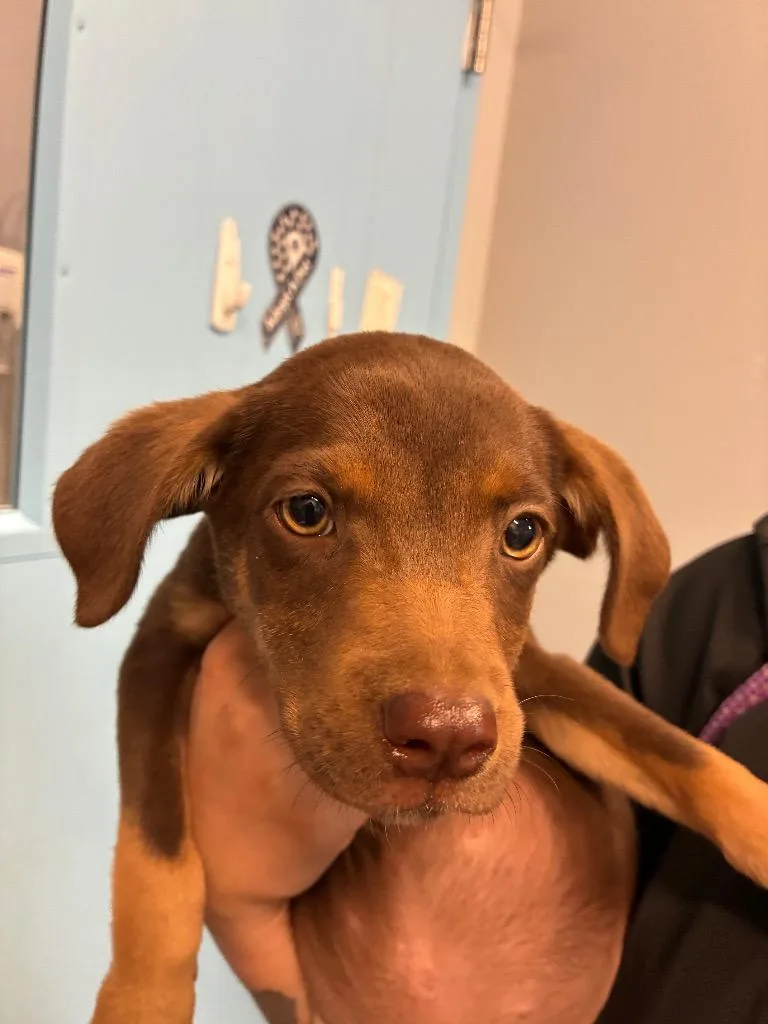 A baby medium-sized female Australian Shepherd dog named Brie for adoption in Bloomington, IN