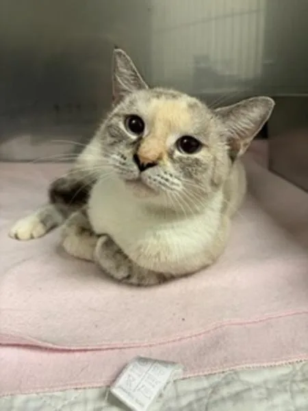 An adult medium-sized female Snowshoe cat named Coraline for adoption in Morristown, TN