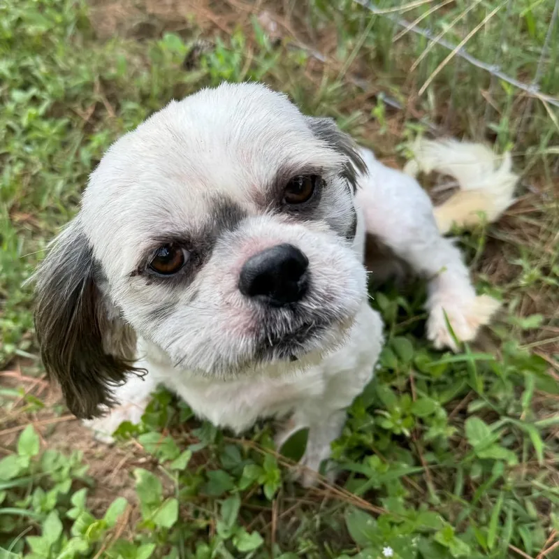 An adult small-sized male Yellow / Tan / Blond / Fawn Shih Tzu dog named Frankie Boi for adoption in Houston, TX
