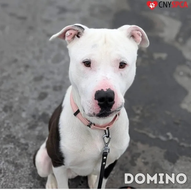 Domino