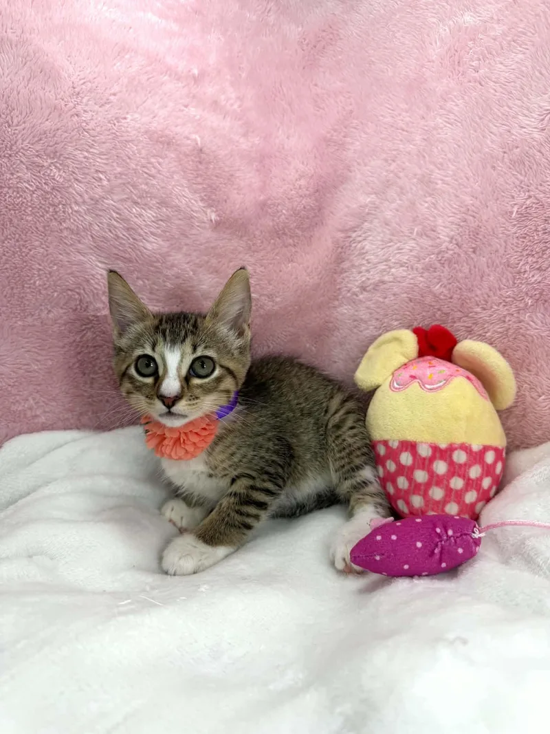 A baby small-sized female Domestic Short Hair cat named Tally for adoption in Tavares, FL