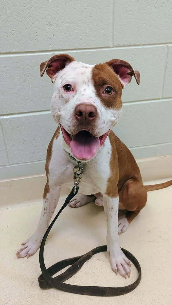 An adult large-sized male Tricolor (Brown, Black, & White) Pit Bull Terrier dog named Danny Boy for adoption in Kalamazoo, MI